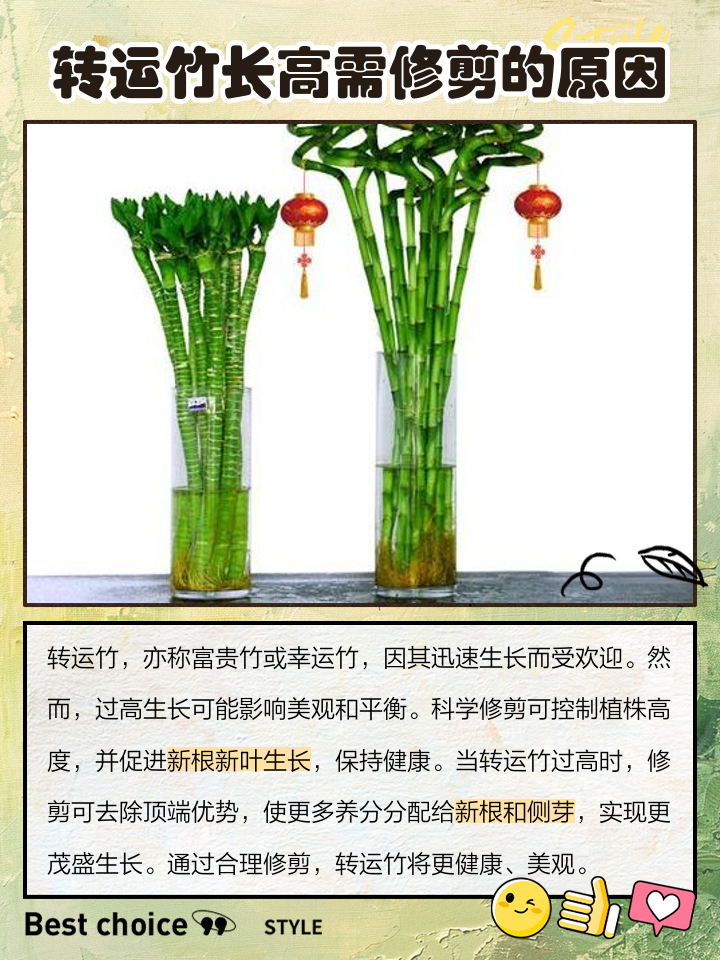 转运竹怎么养
