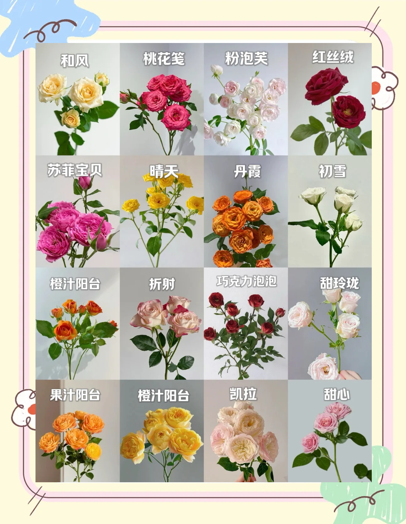 科普展现:玫瑰花风水禁忌（玫瑰花 风水）