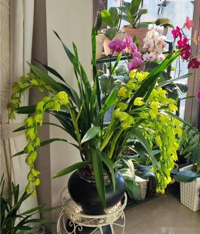 家居鲜花摆放风水