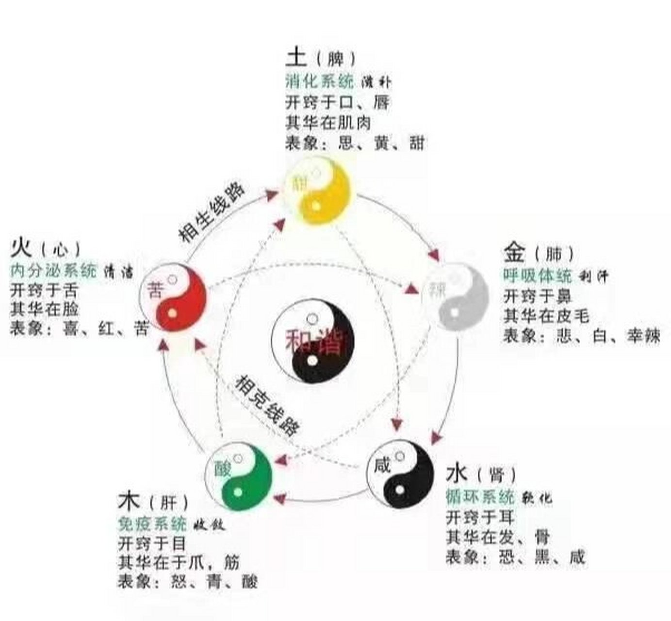 科普展现:肝对应五行（五脏肝对应的五行是）