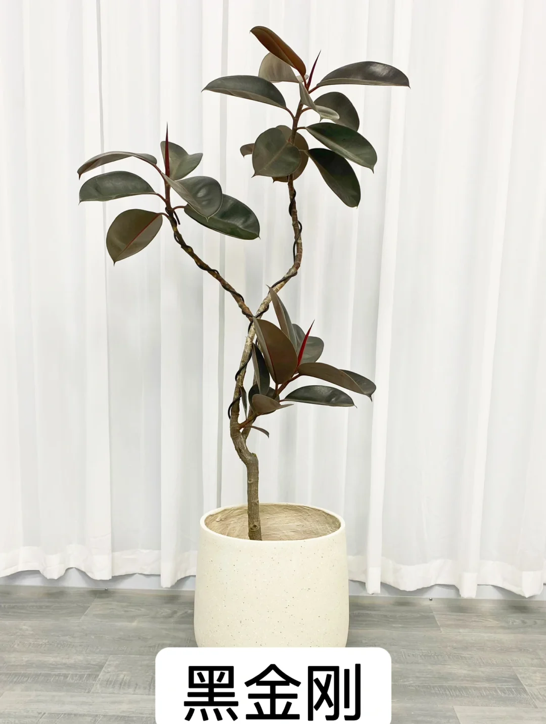 客厅宜养植物