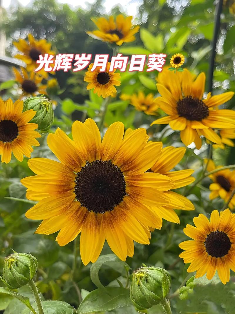 向日葵下载在线,向日葵下载在线播放