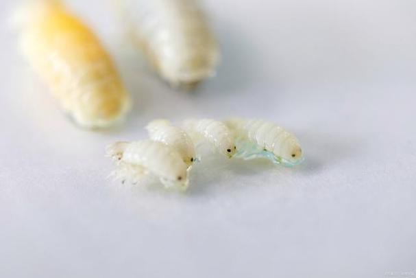 澳门最精准正最精准龙门蚕404,澳门最精准正最精准龙门蚕,最佳精选解释